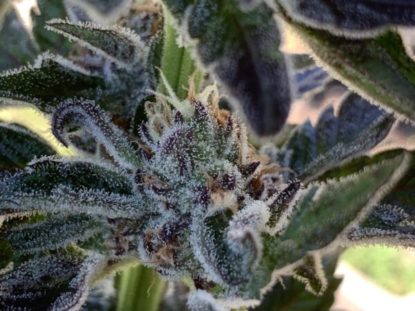 Gelonade x Tropaya Seeds Gelonade x Tropaya Seeds