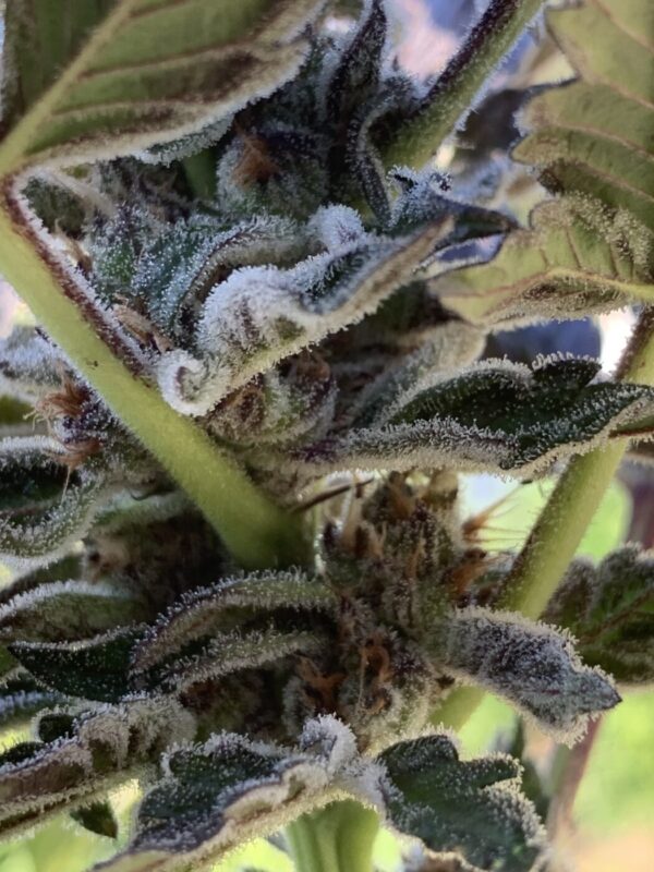 Gelonade x Tropaya_41 Gelonade x Tropaya Seeds