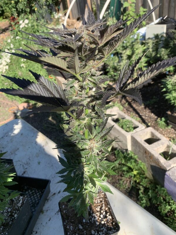 Gelonade x Tropaya_42 Gelonade x Tropaya Seeds