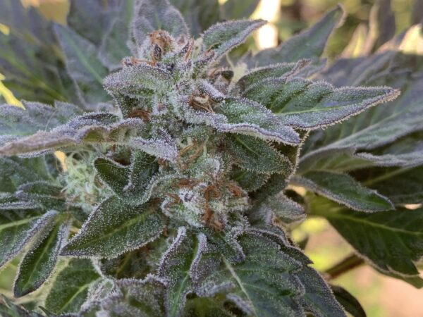 Gelonade x Tropaya_47 Gelonade x Tropaya Seeds