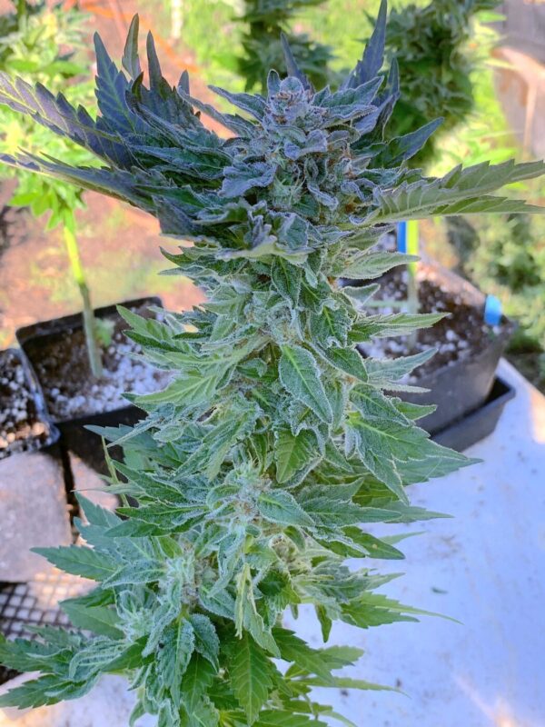 Gelonade x Tropaya_55 Gelonade x Tropaya Seeds