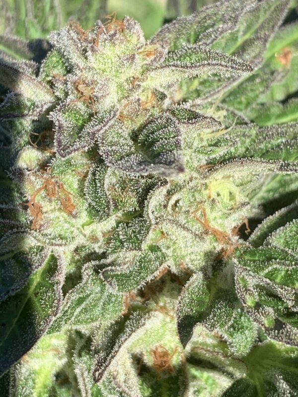 Gelonade x Tropaya_57 Gelonade x Tropaya Seeds