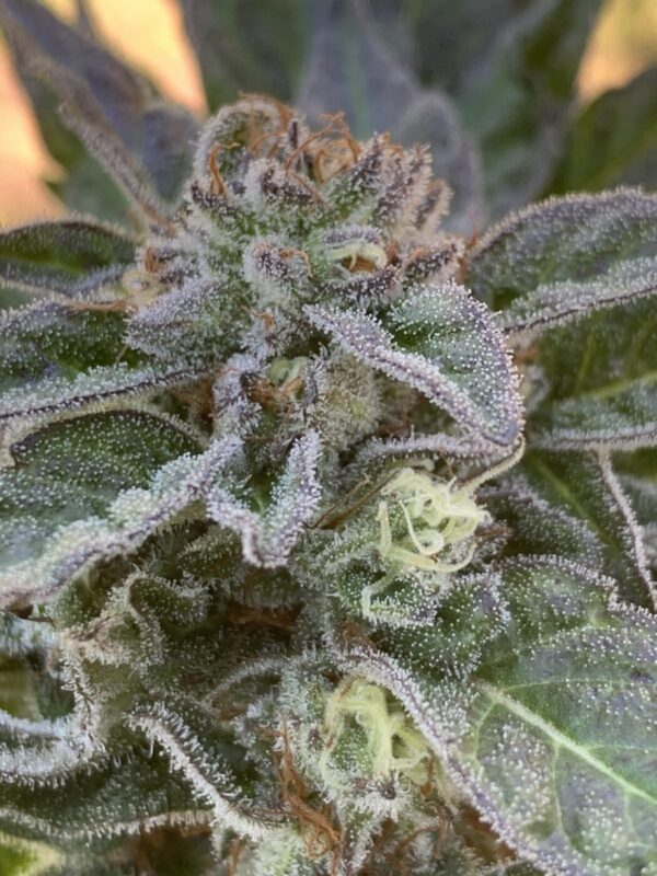 Gelonade x Tropaya_61 Gelonade x Tropaya Seeds