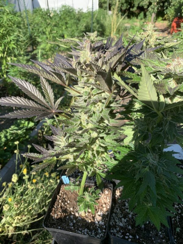 Gelonade x Tropaya_83 Gelonade x Tropaya Seeds