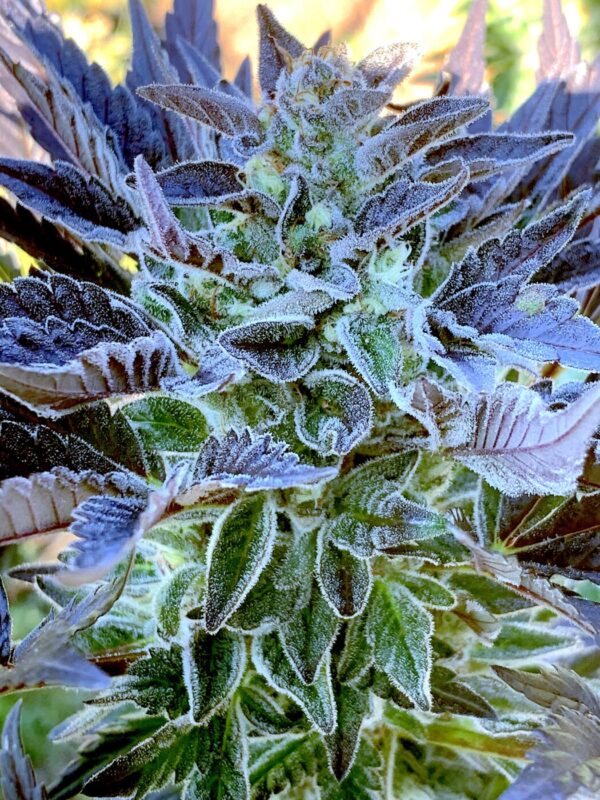 Gelonade x Tropaya_87 Gelonade x Tropaya Seeds