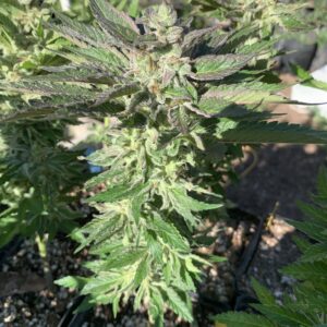 GMO x Slapz Seeds