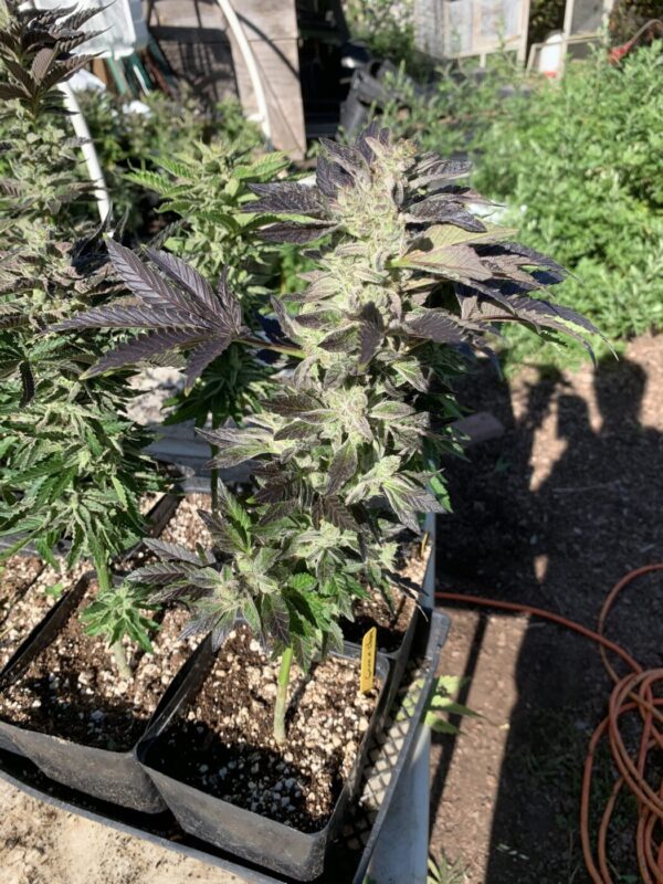 GMO x Slapz Seeds