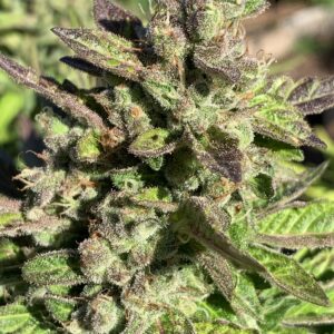 Grape Ape x Lime Pop x Wilson Seeds