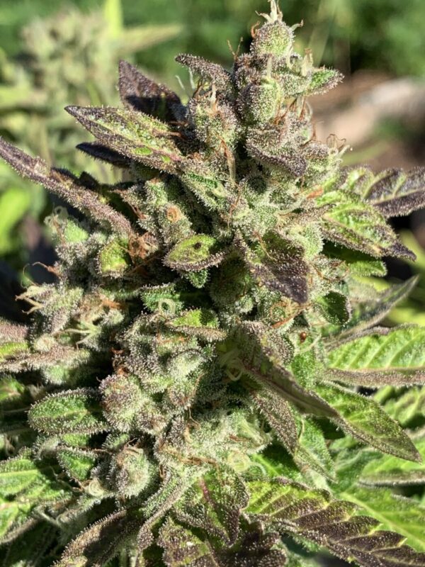 Grape Ape x Lime Pop x Wilson Seeds