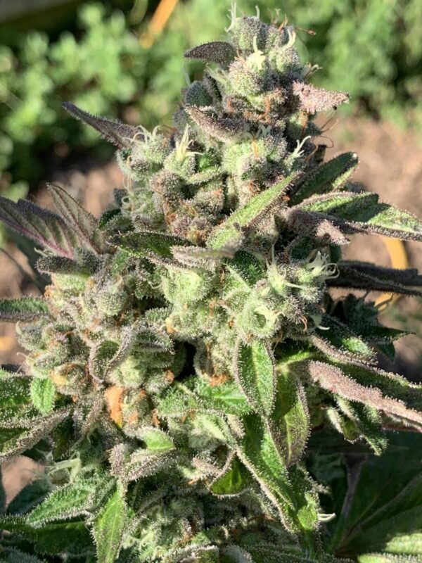 Grape Goodies - (Grape Ape x Lime Pop) X Wilson F2
