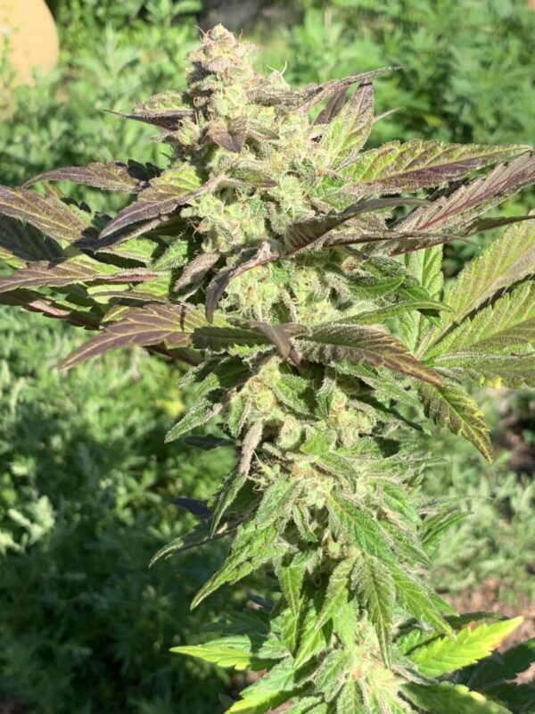 Grape Goodies - (Grape Ape x Lime Pop) X Wilson F2