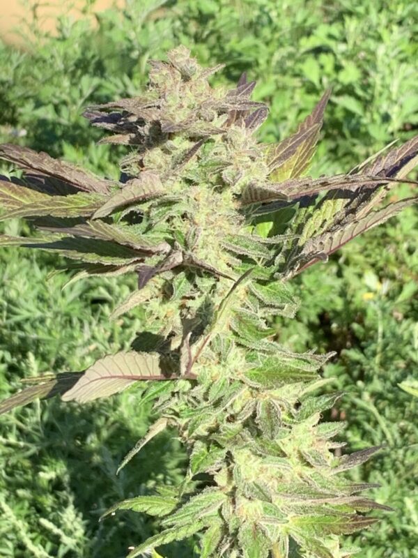 Grape Goodies - (Grape Ape x Lime Pop) X Wilson F2