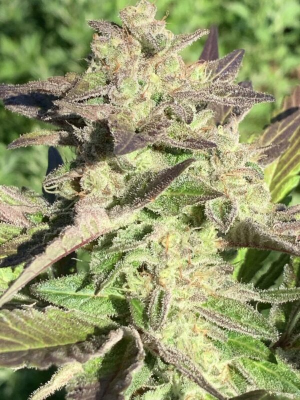 Grape Goodies - (Grape Ape x Lime Pop) X Wilson F2