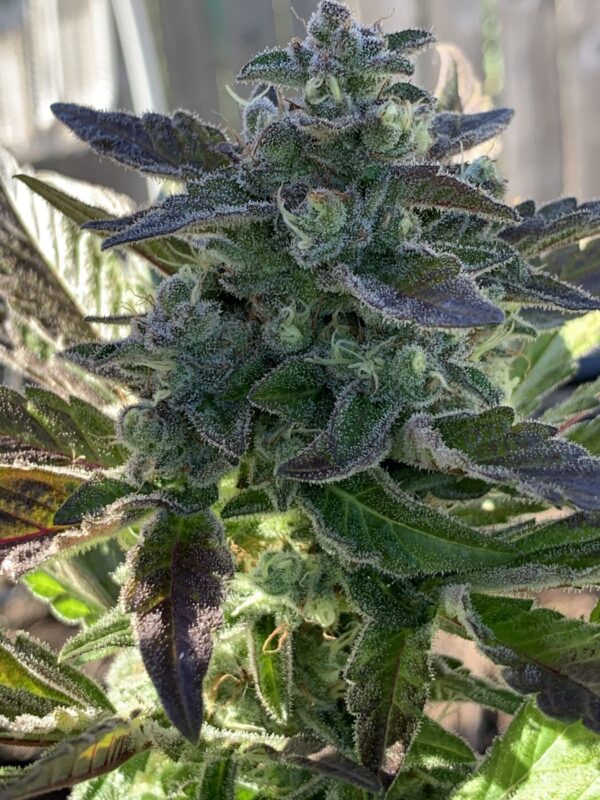 Grape Goodies - (Grape Ape x Lime Pop) X Wilson F2