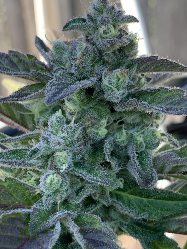 Grape Goodies - (Grape Ape x Lime Pop) X Wilson F2