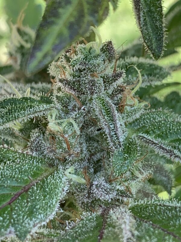 Grape Goodies - (Grape Ape x Lime Pop) X Wilson F2