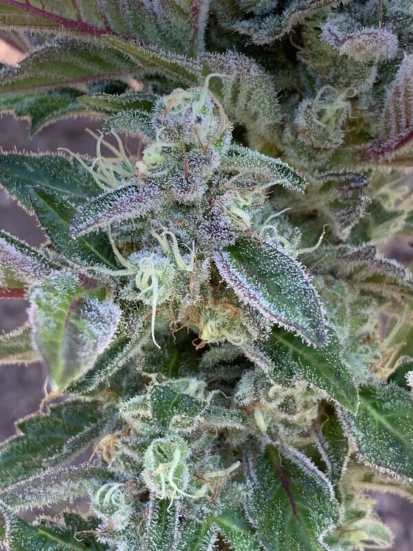 Grape Goodies - (Grape Ape x Lime Pop) X Wilson F2