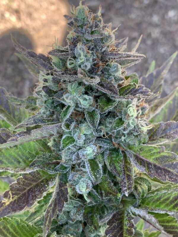 Grape Goodies - (Grape Ape x Lime Pop) X Wilson F2