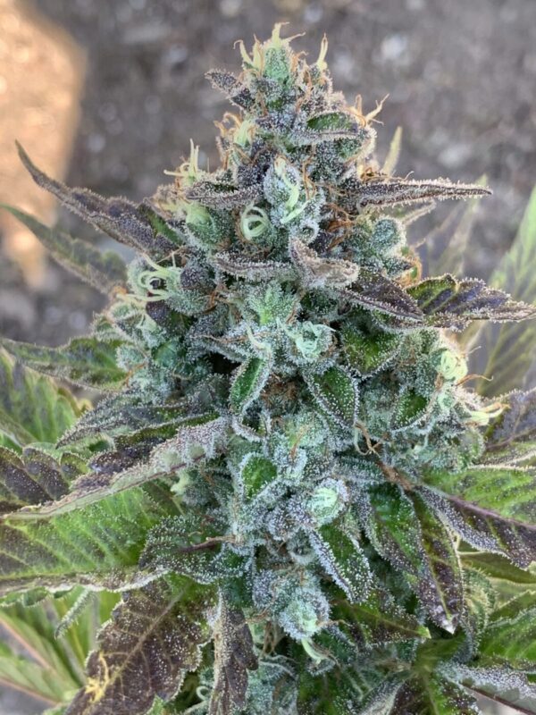 Grape Goodies - (Grape Ape x Lime Pop) X Wilson F2