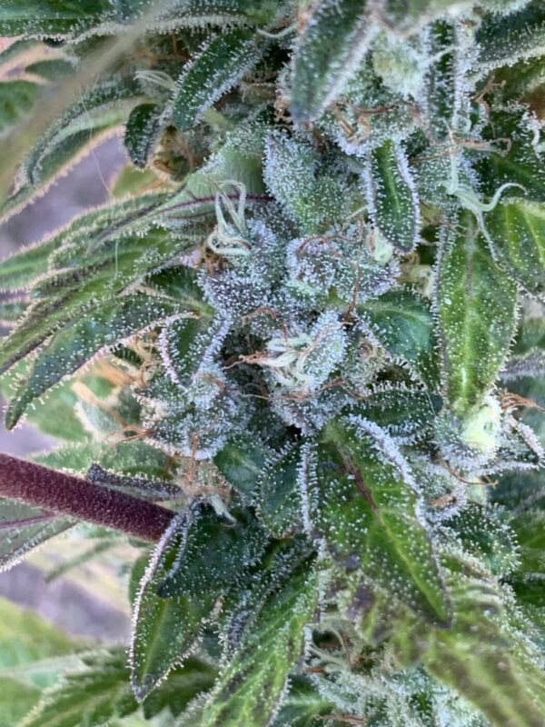 Grape Goodies - (Grape Ape x Lime Pop) X Wilson F2