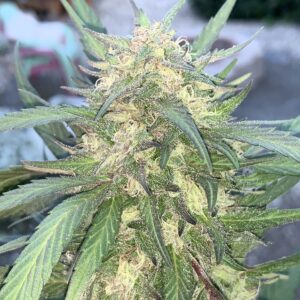 (Grape Ape x Lime Pop) X Wilson F2