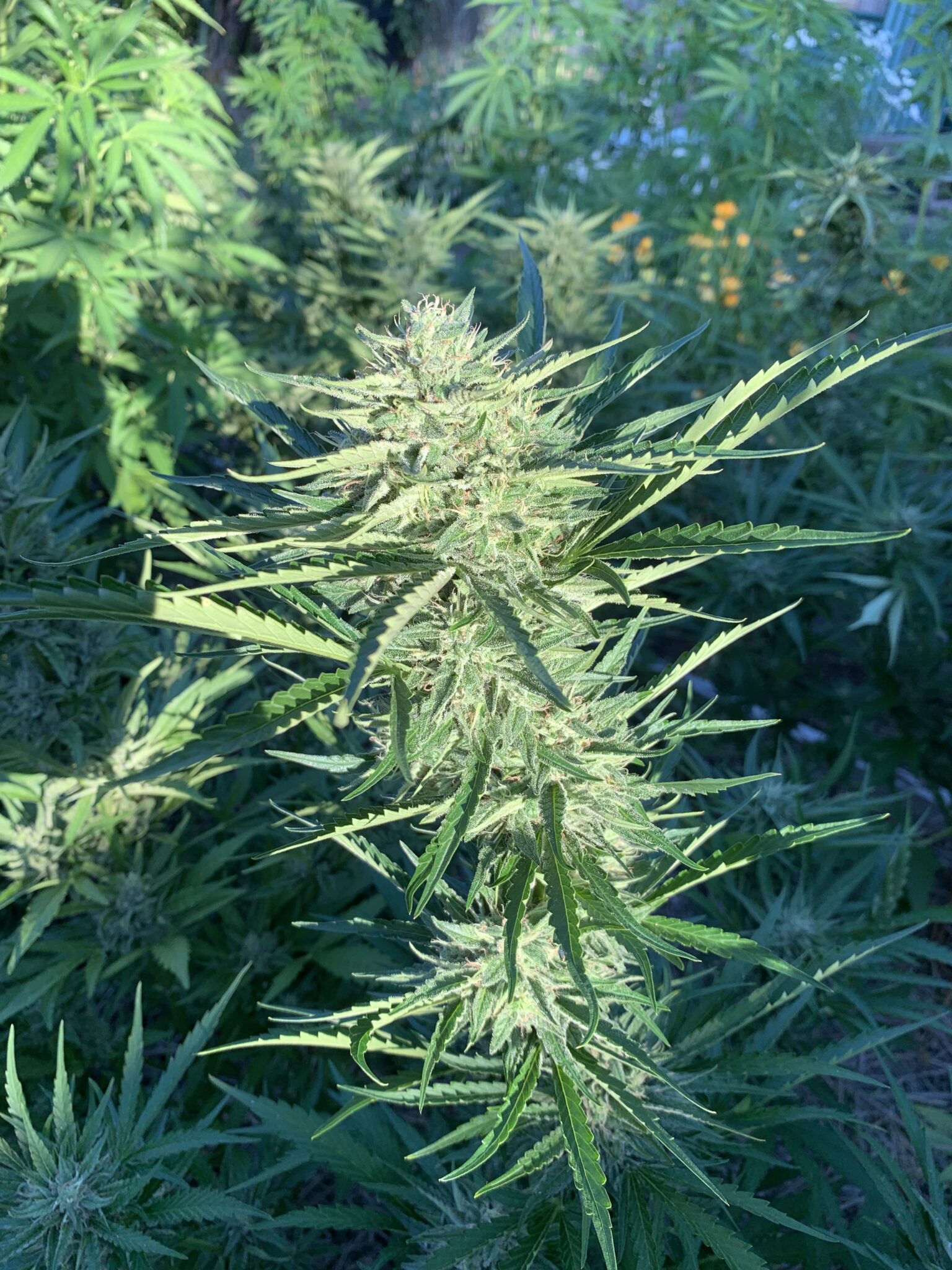 Greasy Glue Seeds (AutoFlowers) Cannabis Horticultural Association