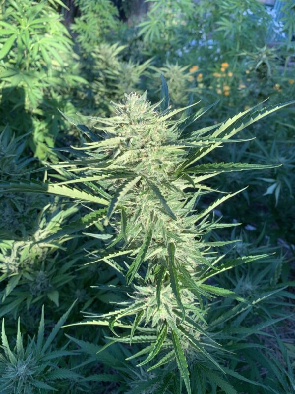 Greasy Glue Seeds (AutoFlowers)