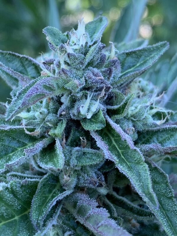 Greasy Glue Seeds (AutoFlowers)