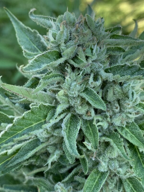 Greasy Glue Seeds (AutoFlowers)