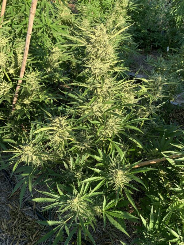 Greasy Glue Seeds (AutoFlowers)