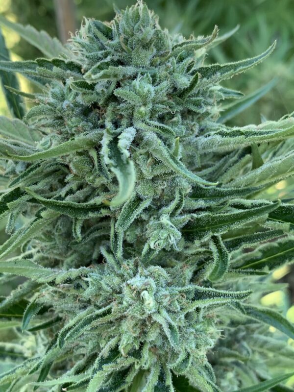 Greasy Glue Seeds (AutoFlowers)