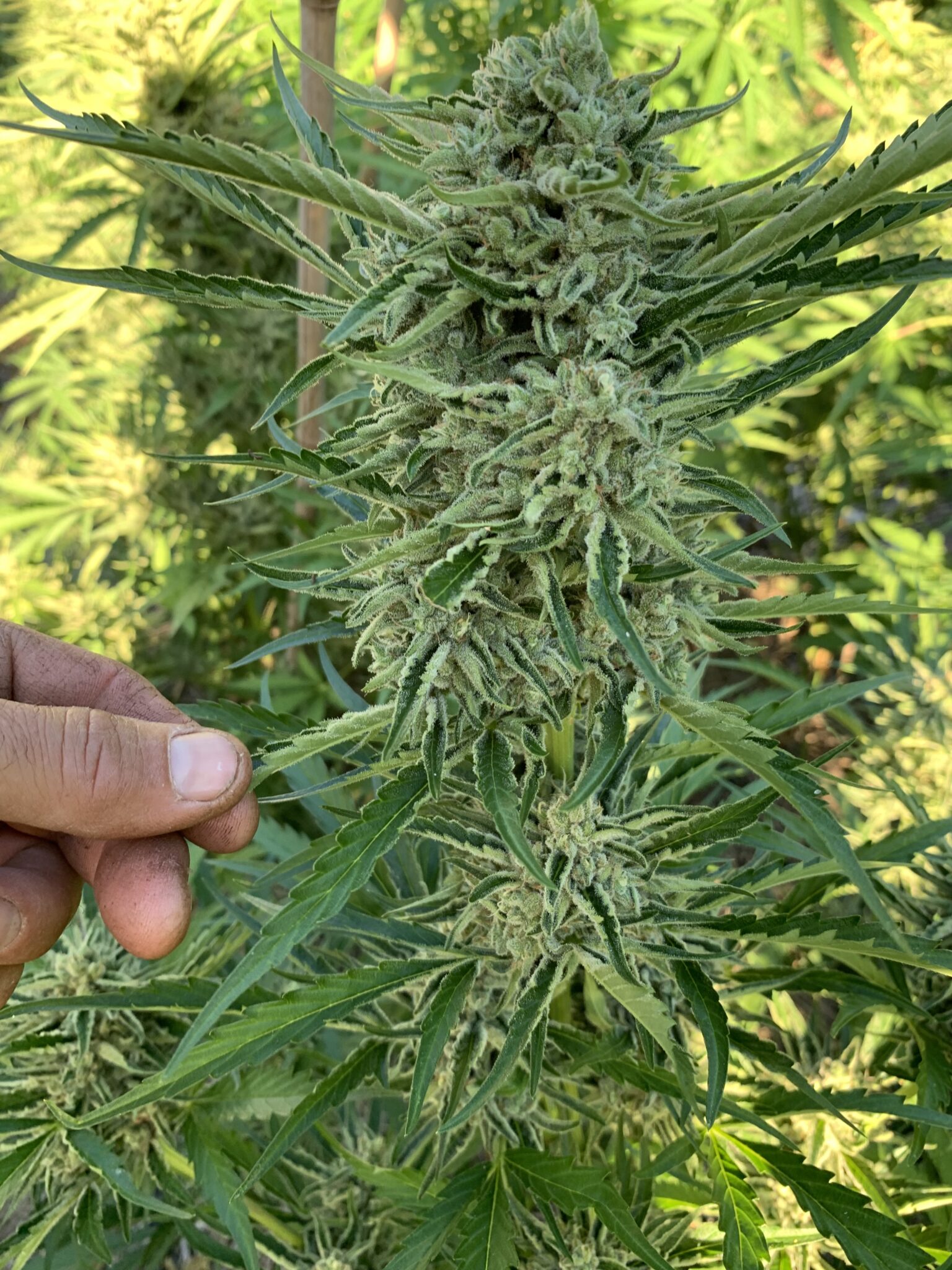 Greasy Glue Seeds (AutoFlowers) Cannabis Horticultural Association