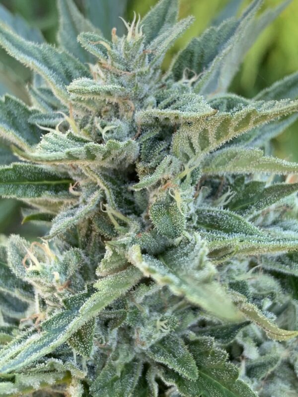 Greasy Glue Seeds (AutoFlowers)