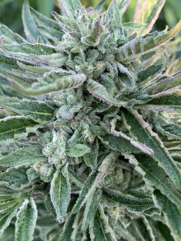 Greasy Glue Seeds (AutoFlowers)