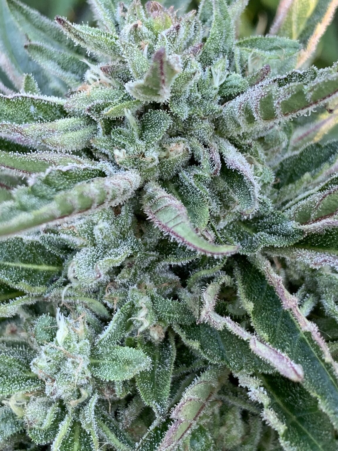 Greasy Glue Seeds (AutoFlowers) Cannabis Horticultural Association