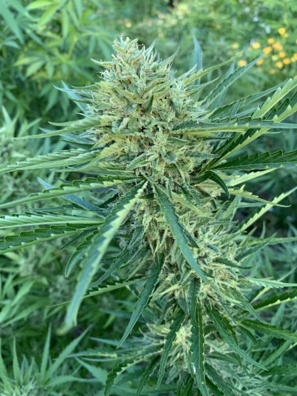 Greasy Glue Seeds (AutoFlowers)