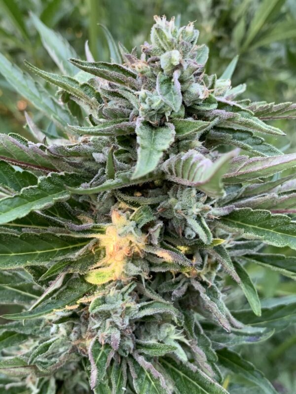 Greasy Glue Seeds (AutoFlowers)