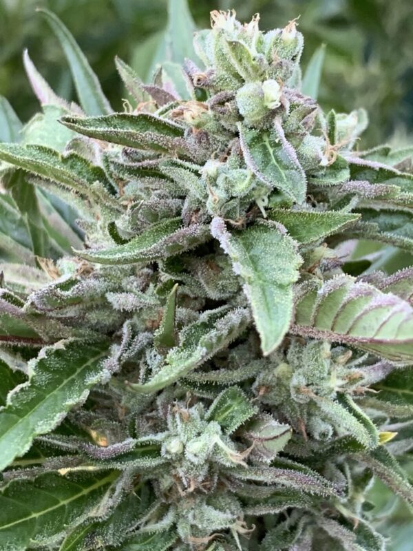 Greasy Glue Seeds (AutoFlowers)