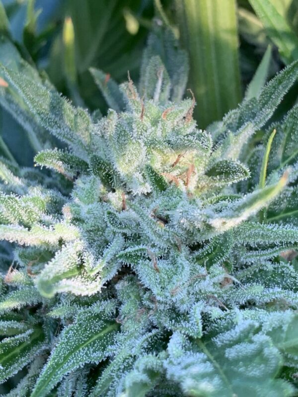 Greasy Glue Seeds (AutoFlowers)