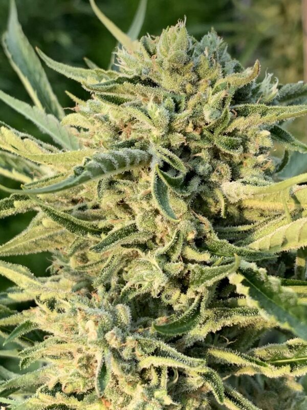 Greasy Glue Seeds (AutoFlowers)