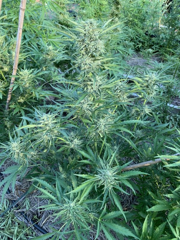 Greasy Glue Seeds (AutoFlowers)