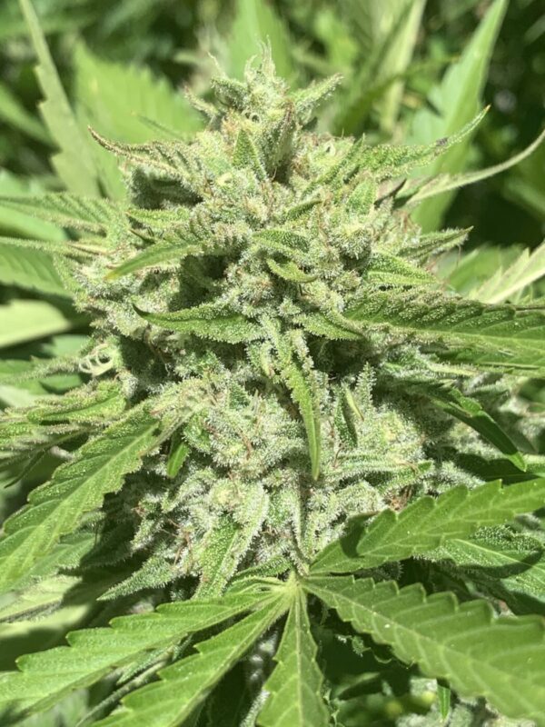 Greasy Glue Seeds (AutoFlowers)