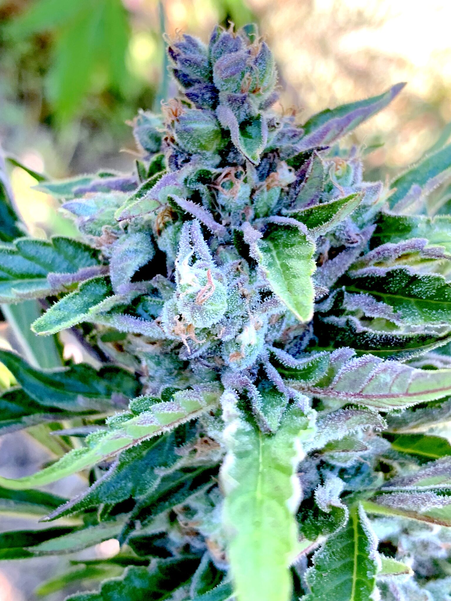 Greasy Glue Seeds (AutoFlowers) Cannabis Horticultural Association