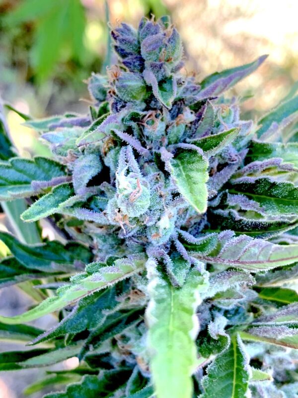 Greasy Glue Seeds (AutoFlowers)