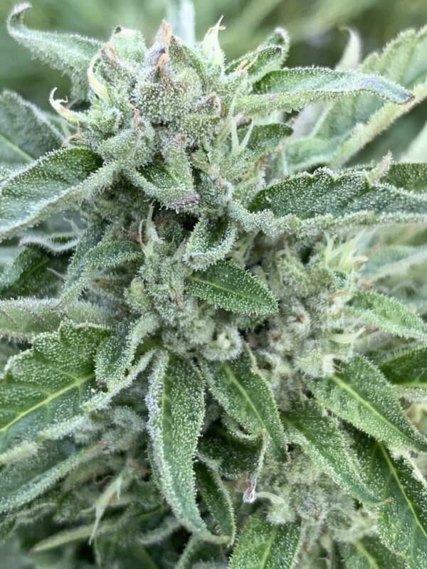 Greasy Glue Seeds (AutoFlowers)