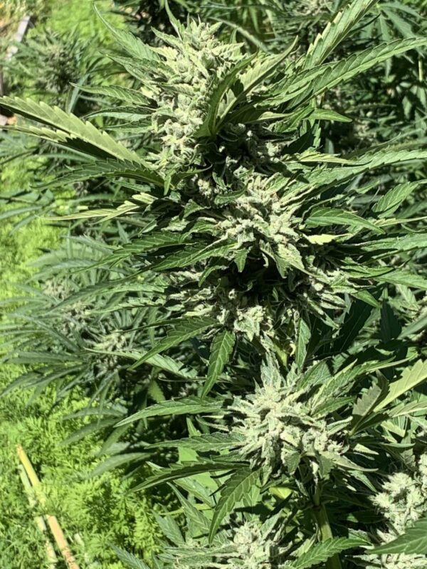 Greasy Glue Seeds (AutoFlowers)