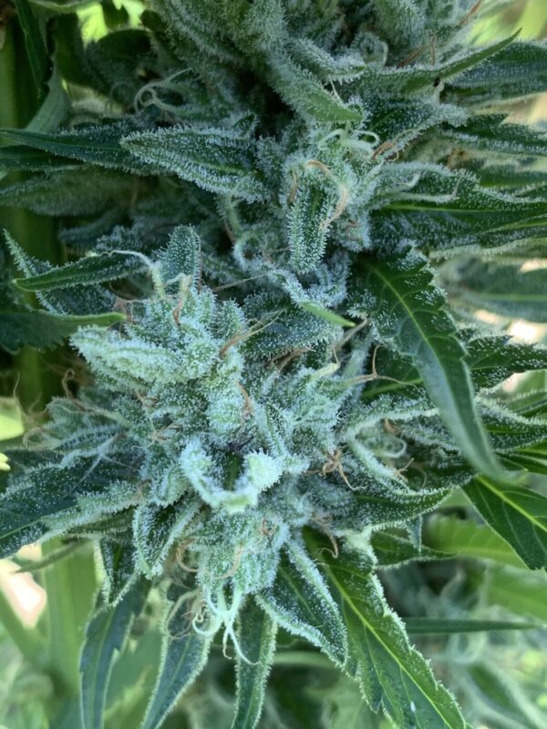 Greasy Glue Seeds (AutoFlowers)