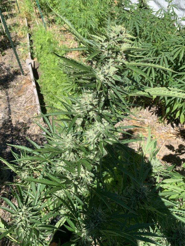 Greasy Glue Seeds (AutoFlowers)