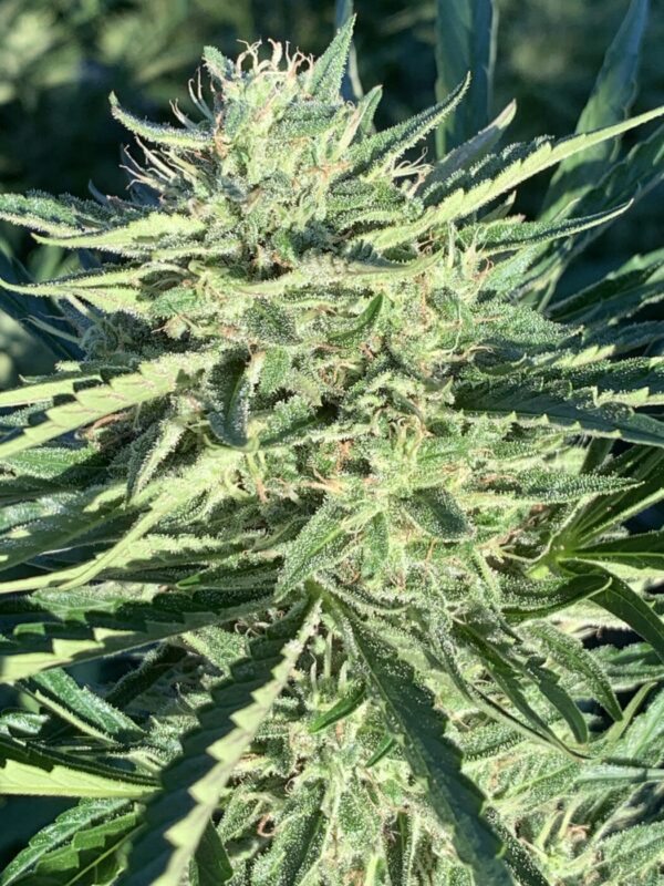 Greasy Glue Seeds (AutoFlowers)