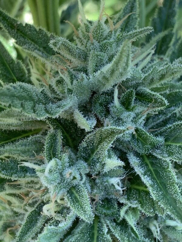 Greasy Glue Seeds (AutoFlowers)